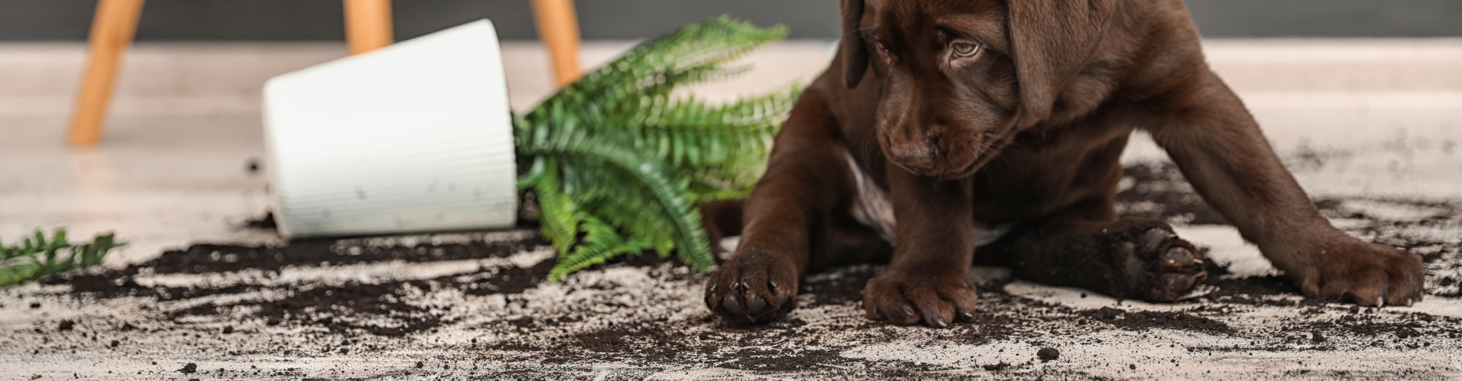 soda spill on carpet